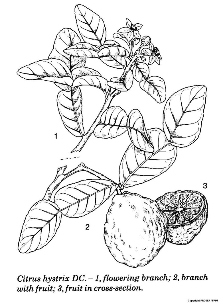 Citrus Hystrix DC GlobinMed