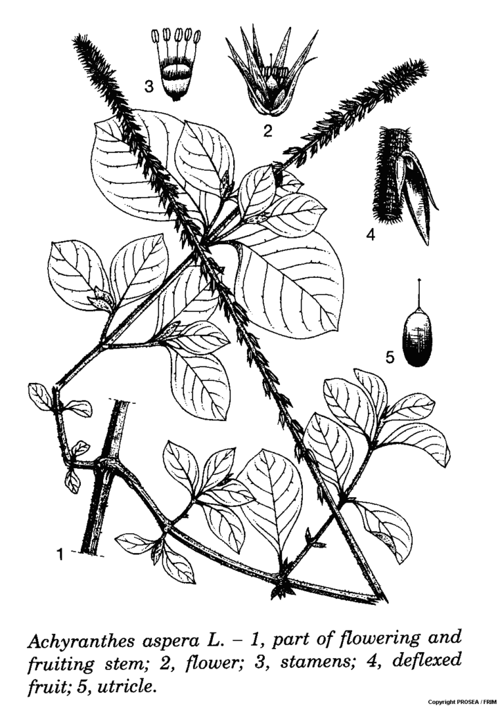 Achyranthes