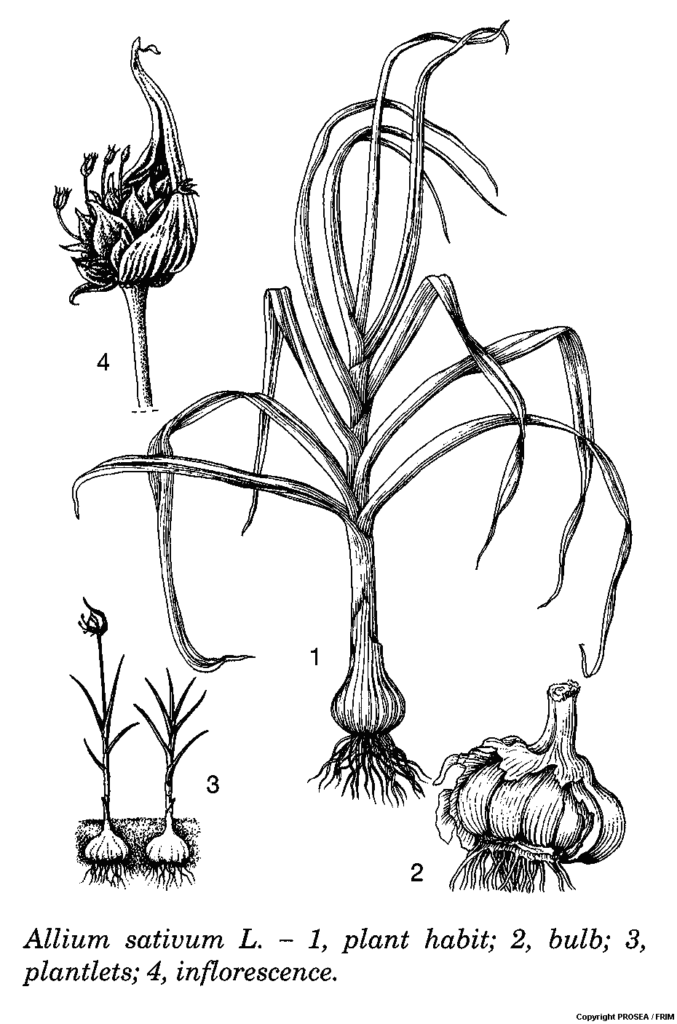 Allium_sativum