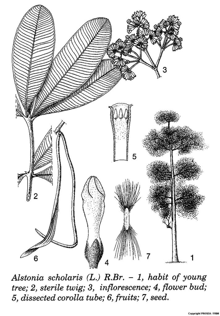 Alstonia_scholaris