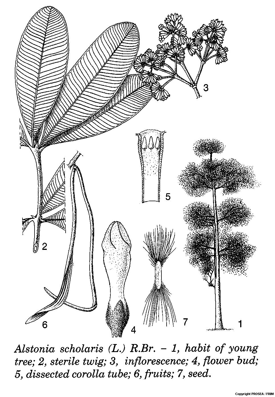 Alstonia_scholaris