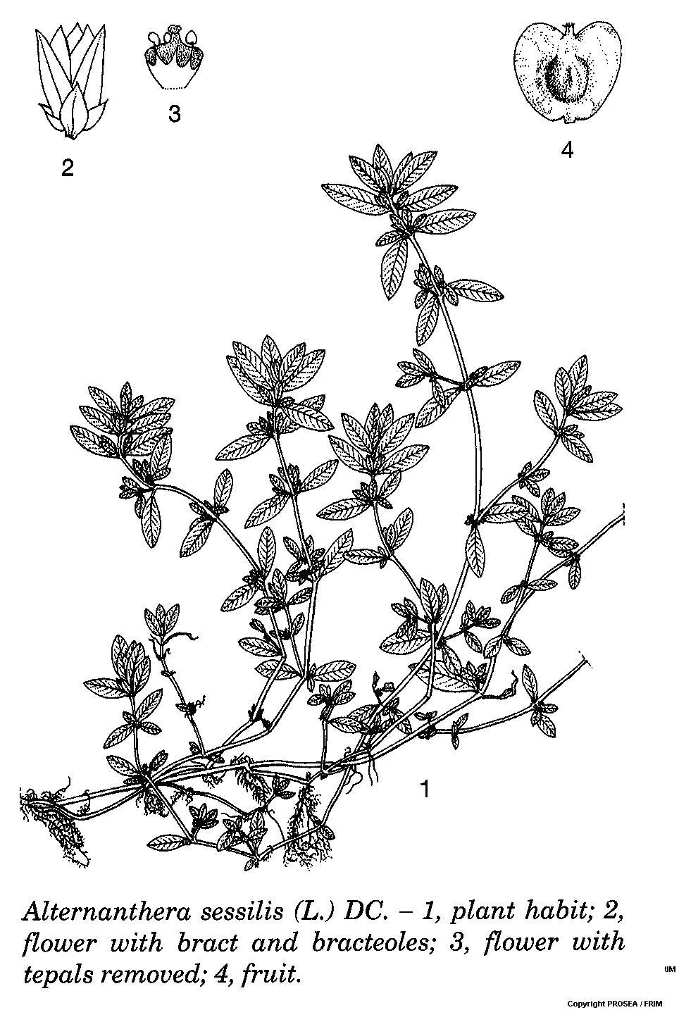 Alternanthera_sessilis