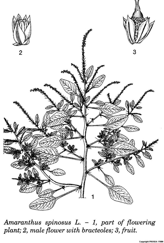 Amaranthus_spinosus
