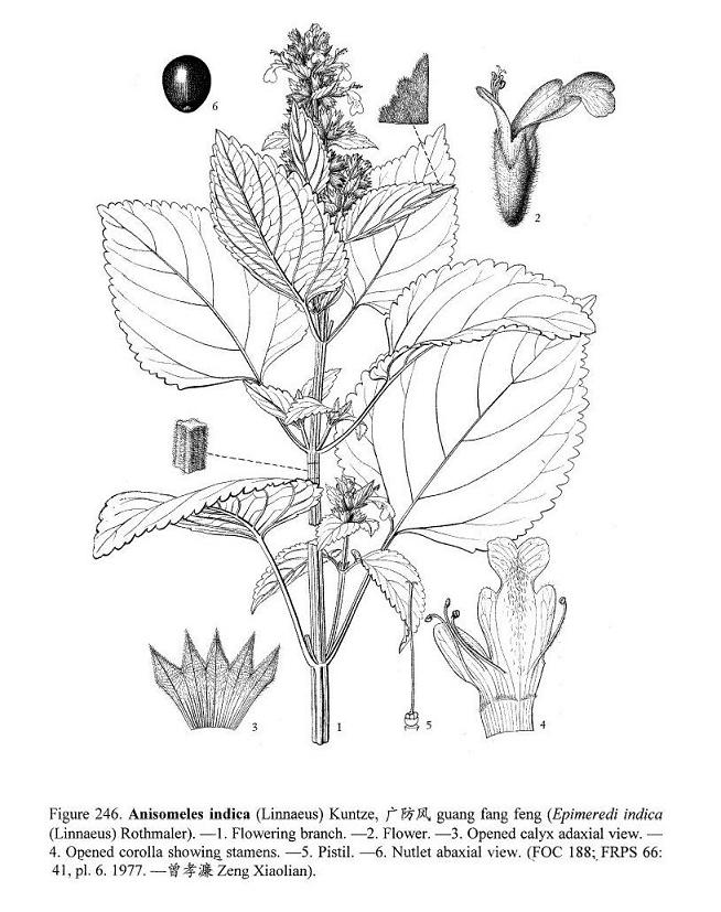 Anisomeles_indica