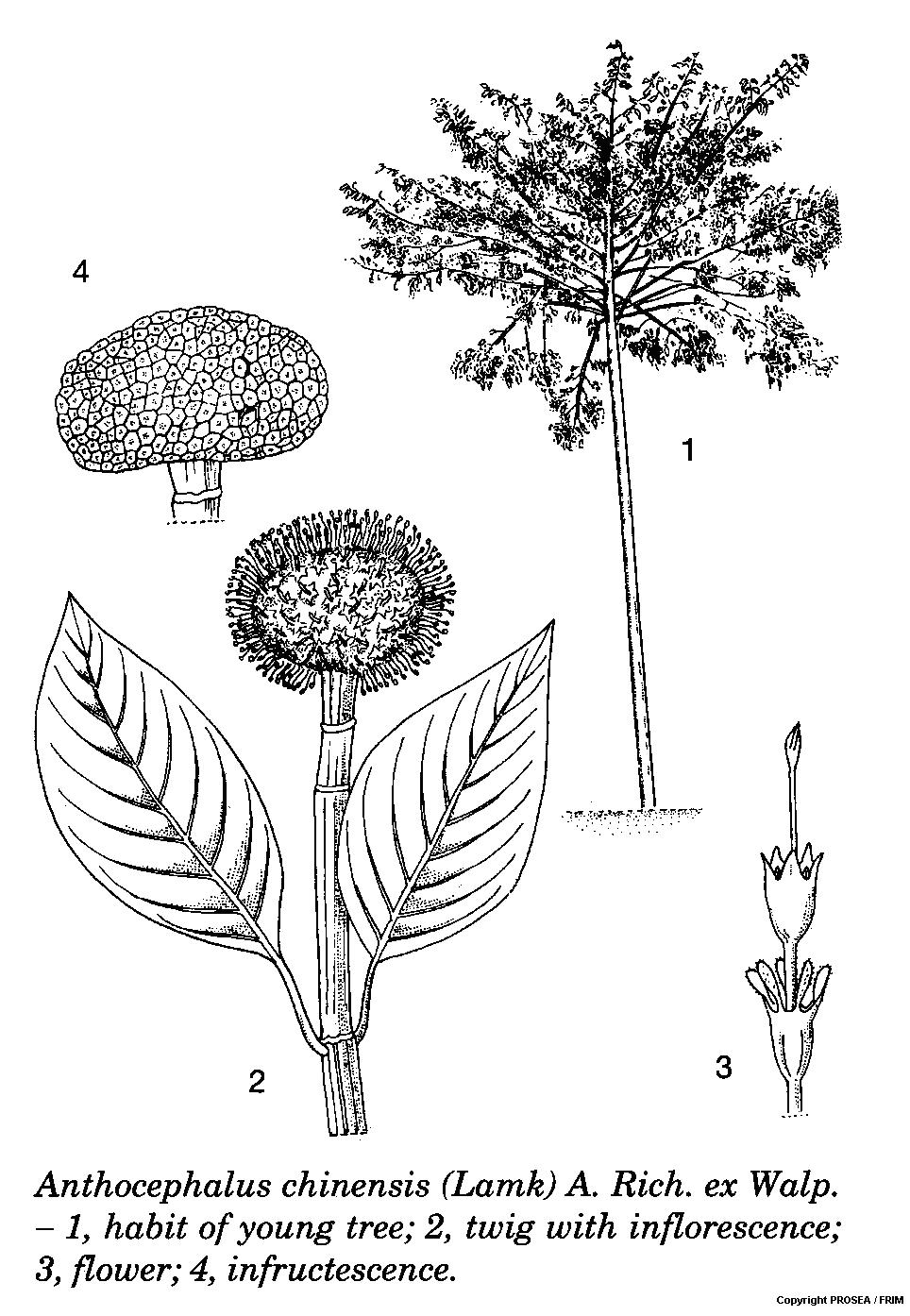 Anthocephalus_chinensis