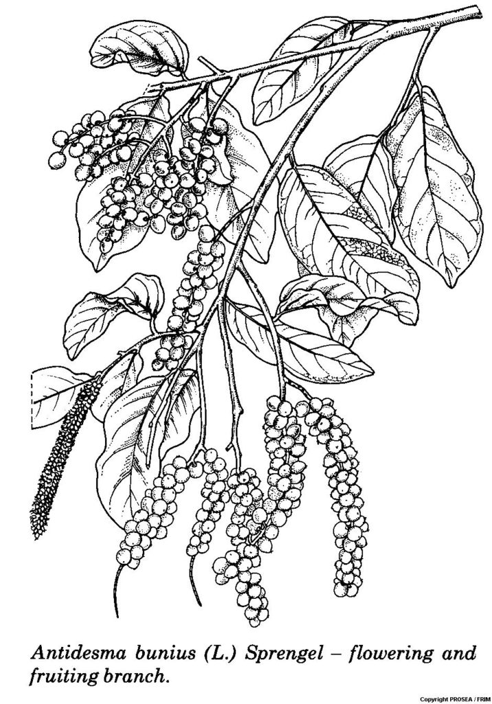 Antidesma_bunius