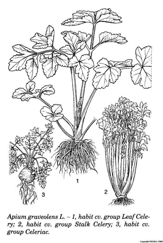 Apium_graveolens