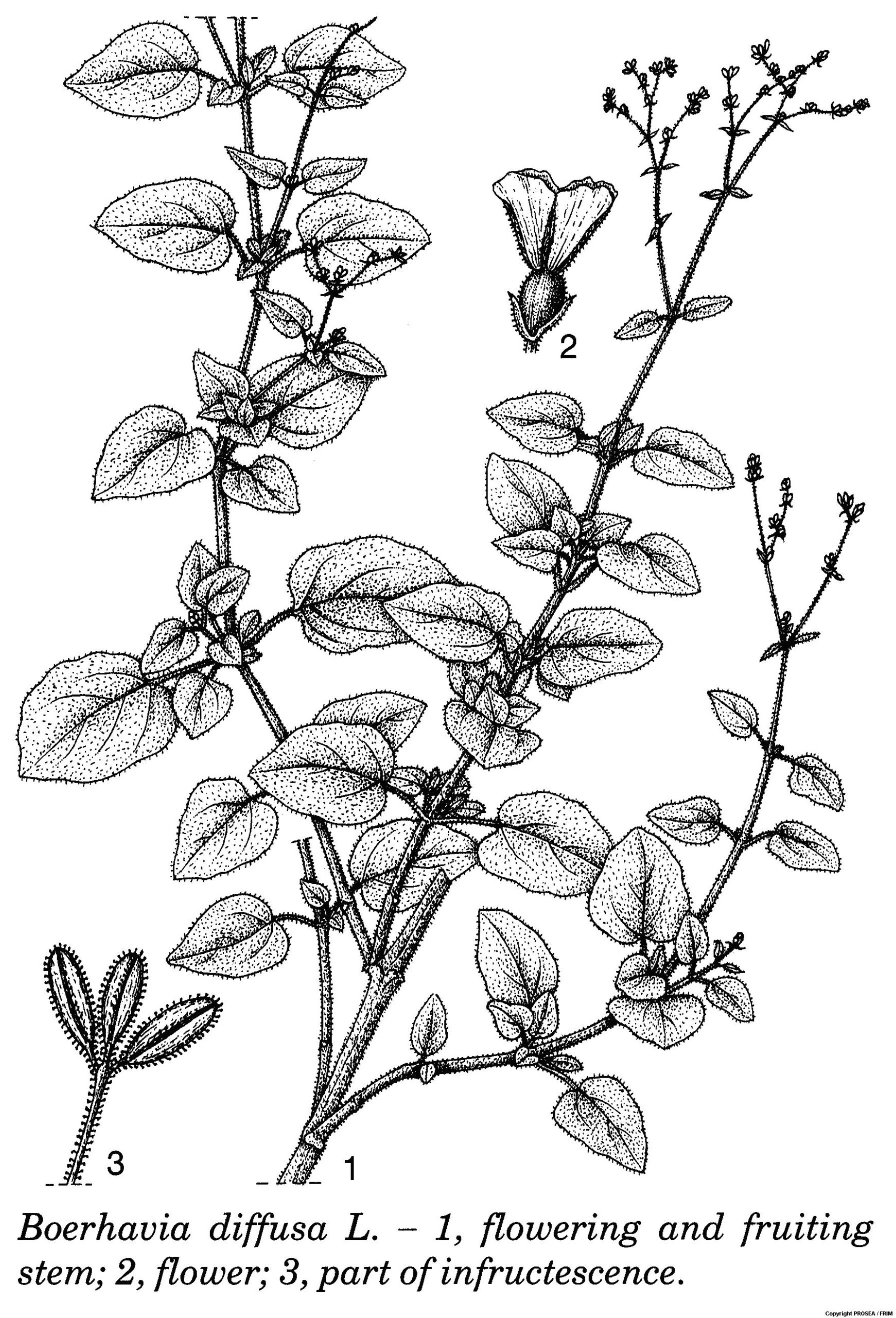 Boerhavia_diffusa