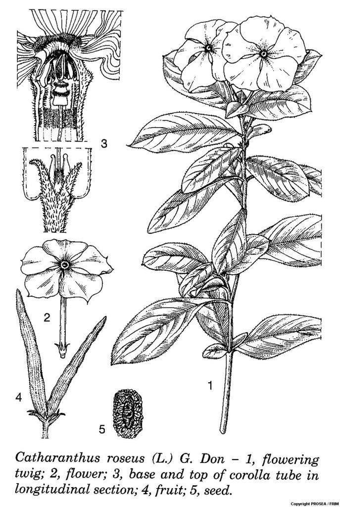 Catharanthus_roseus