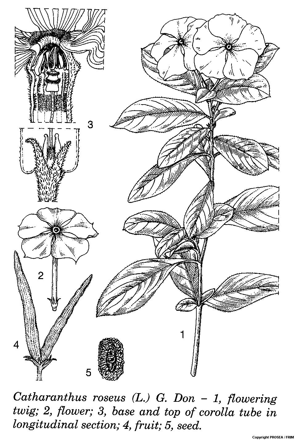 Catharanthus_roseus