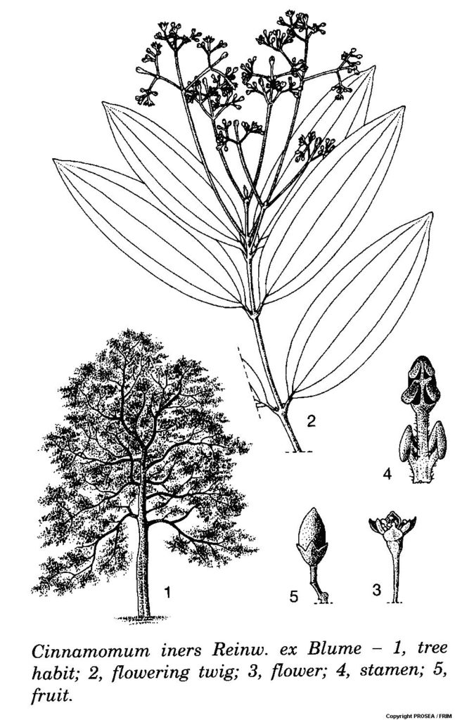 Cinnamomum_iners