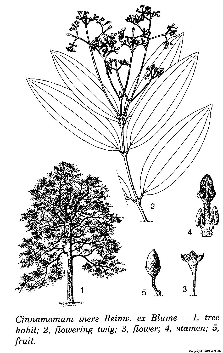 Cinnamomum_iners