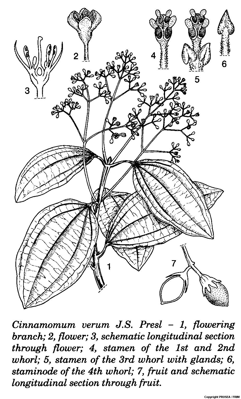 Cinnamomum_verum