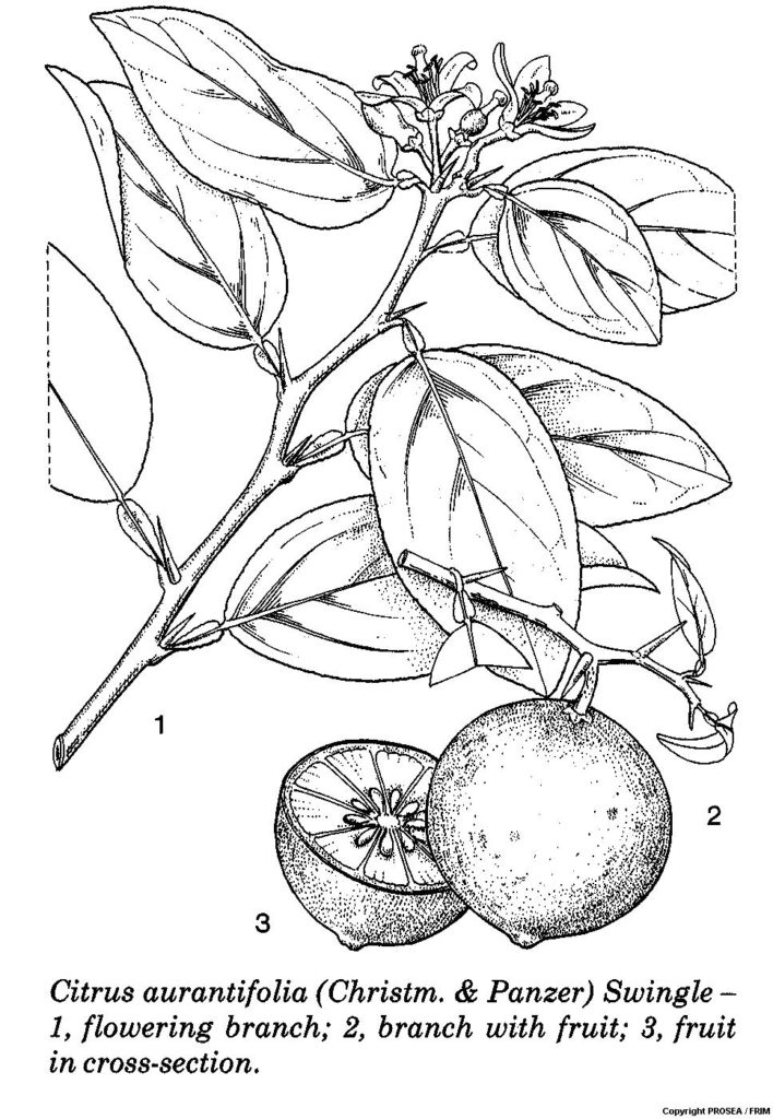 Citrus_aurantifolia