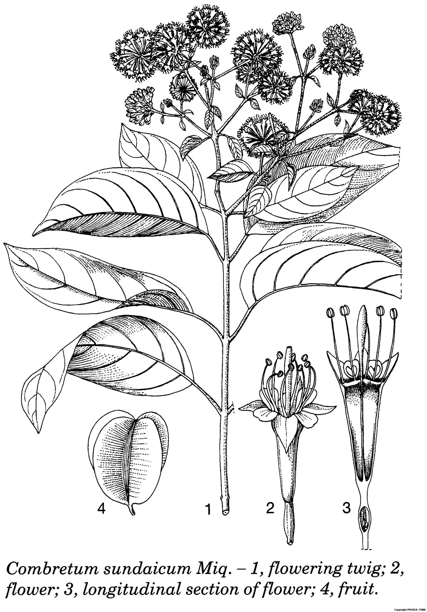 Combretum_sundaicum_Miq._2