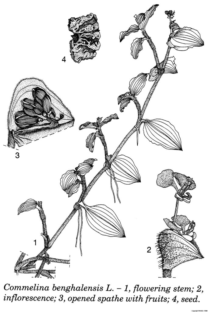 Commelina_benghalensis_L._2