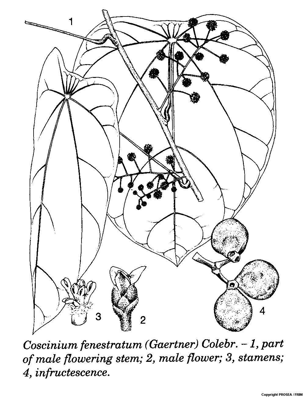 Coscinium_fenestratum