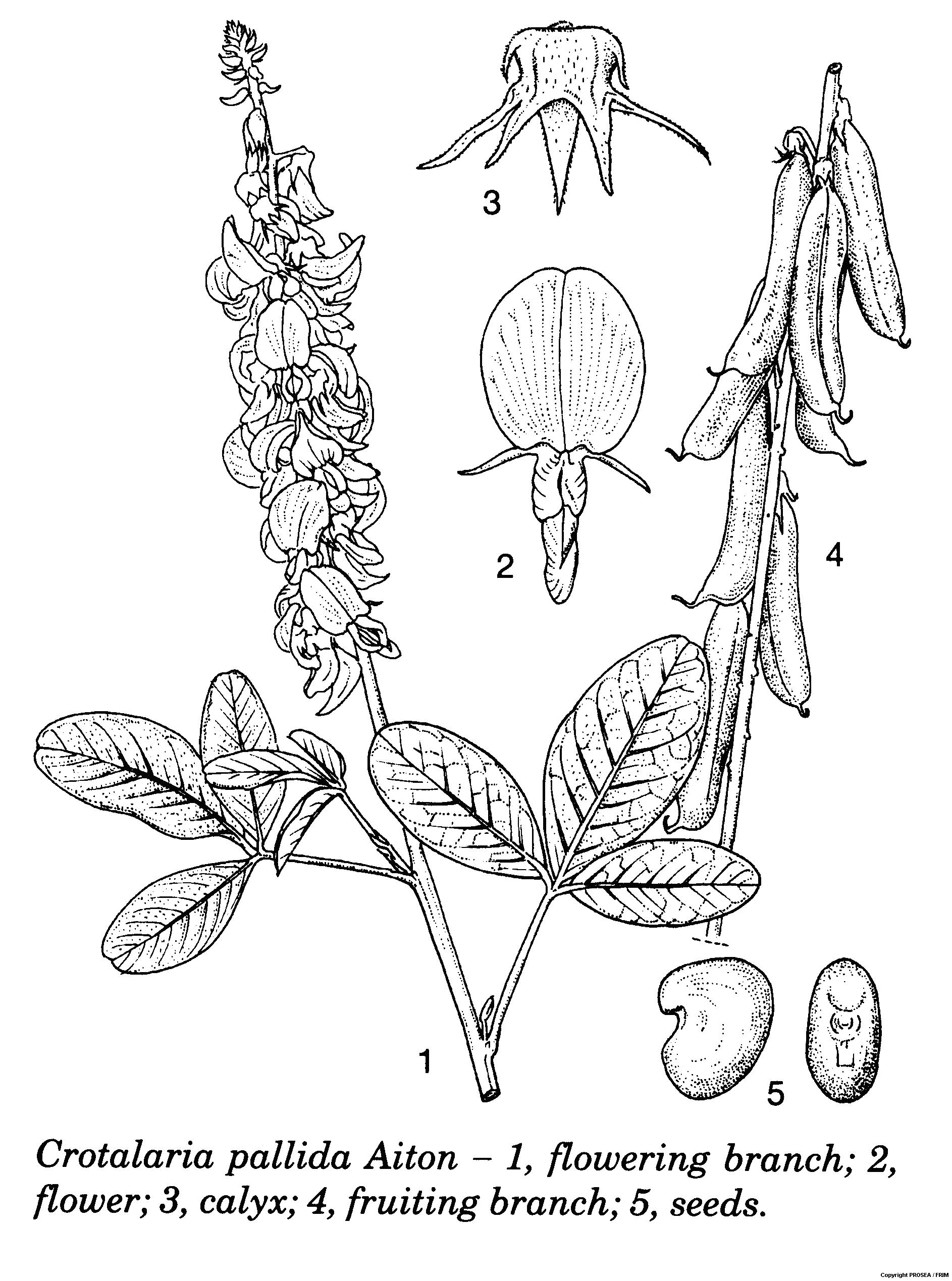 Crotalaria_pallida