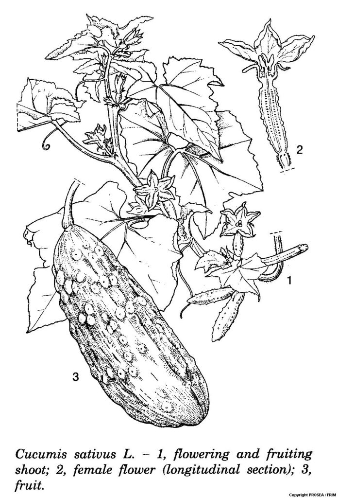 Cucumis_sativus