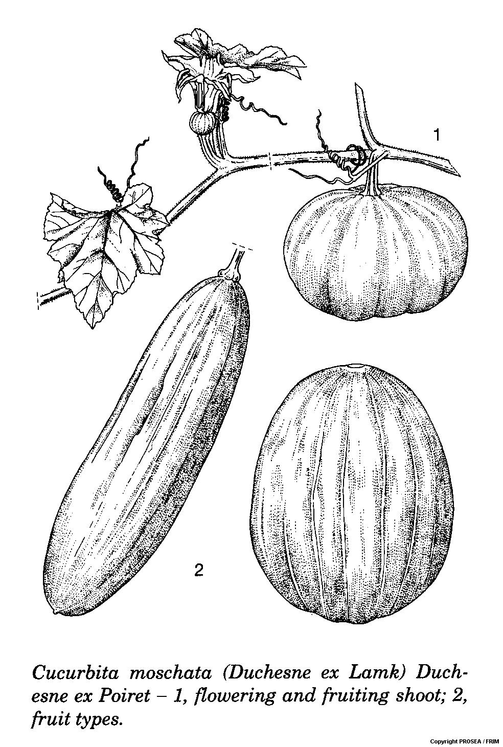 Cucurbita_moschata