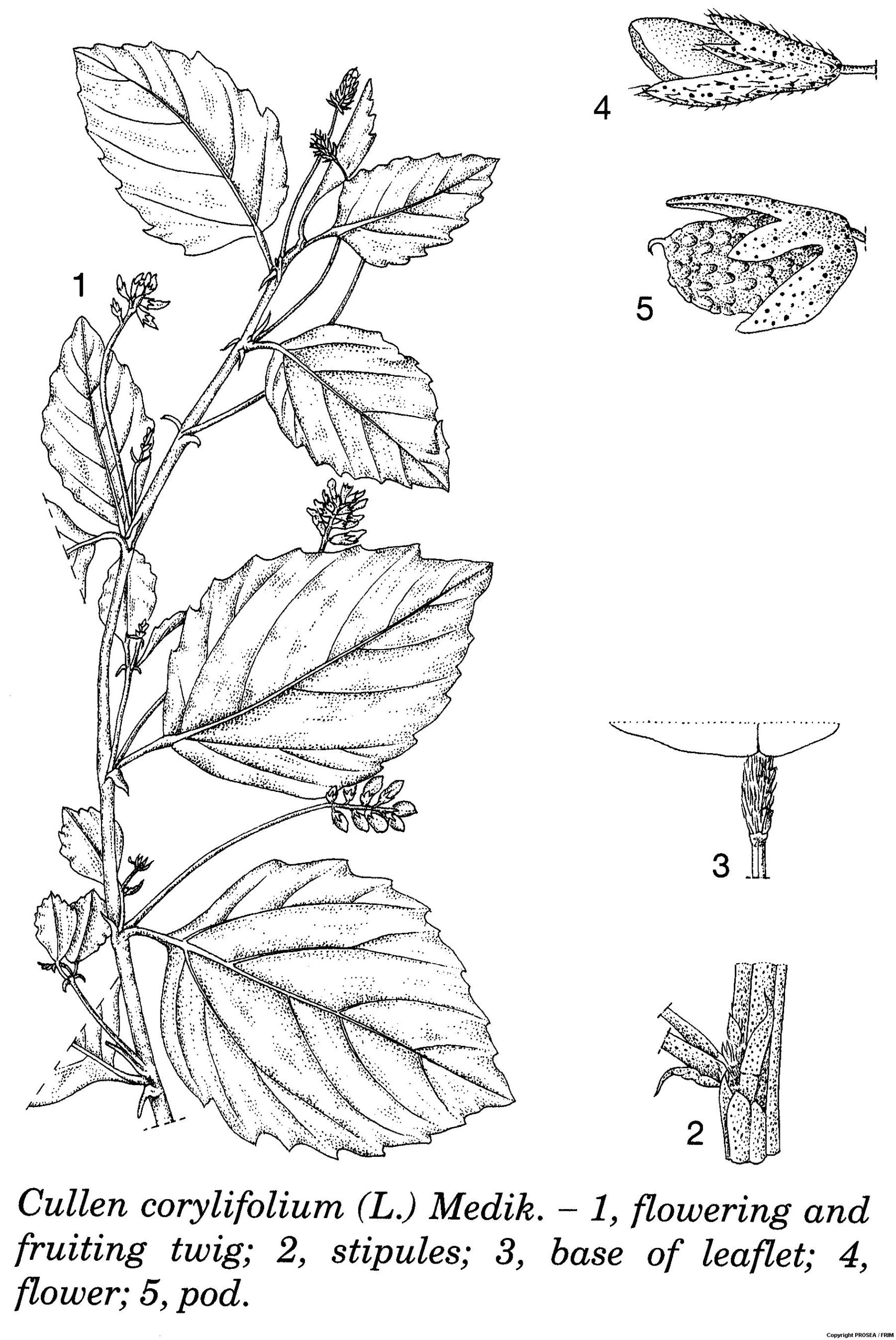 Cullen_corylifolium