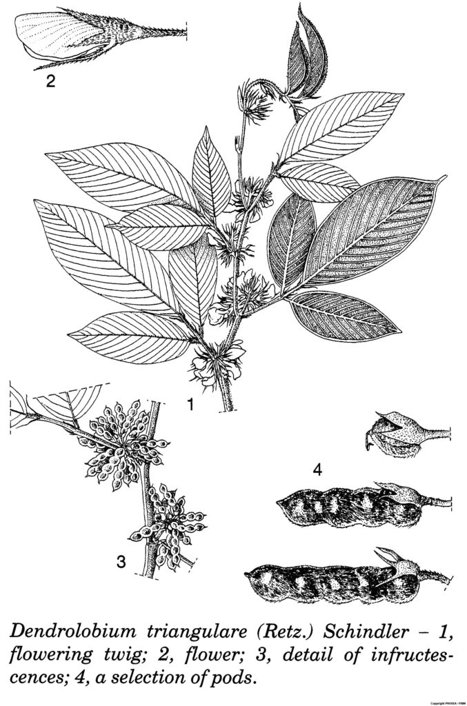 Dendrolobium_triangulare