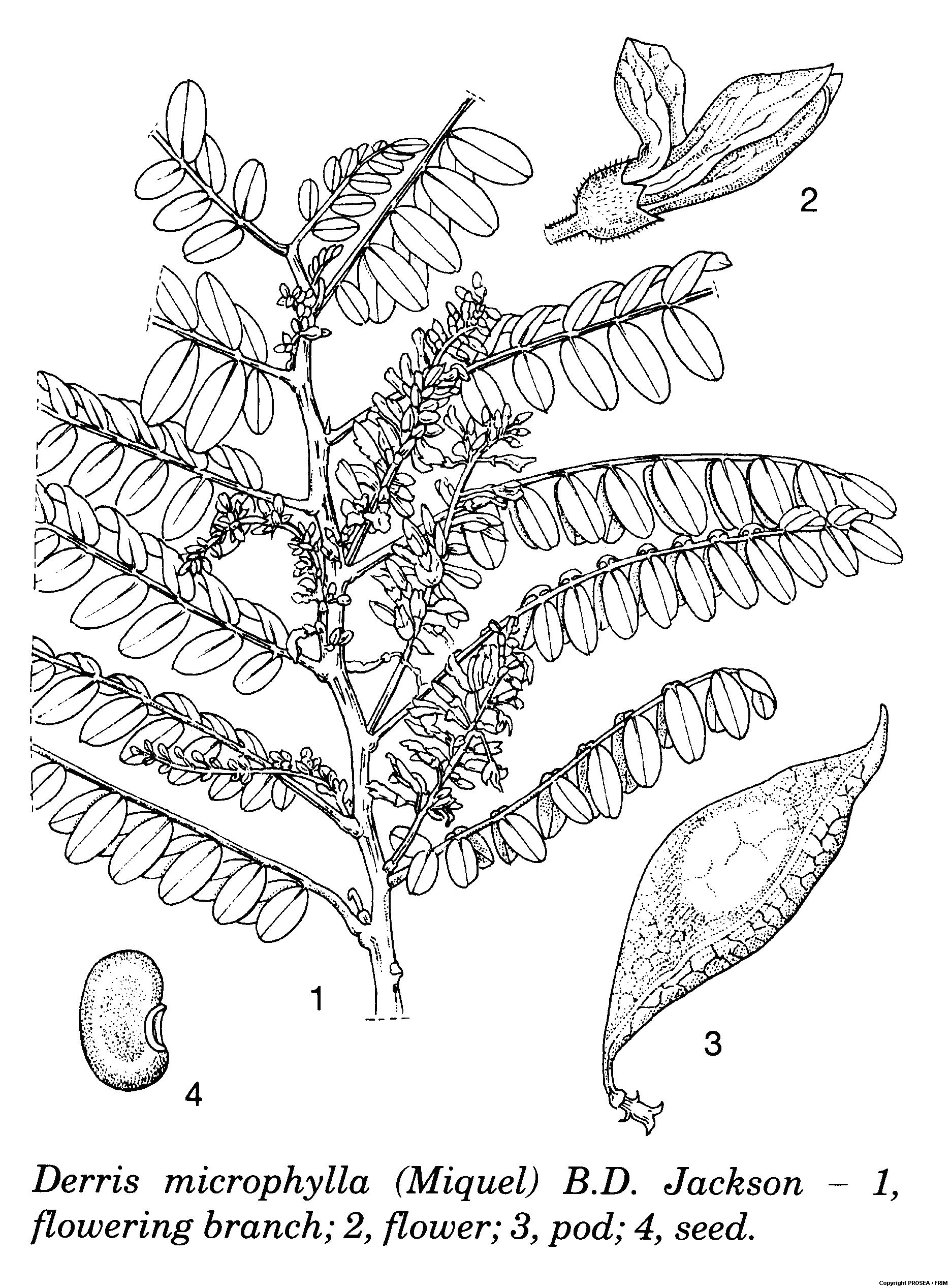 Derris_microphylla