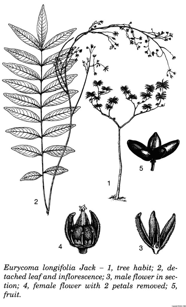 E.logifolia