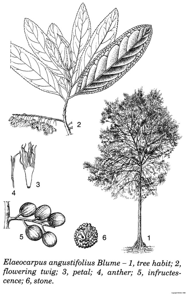 Elaeocarpus_angustifolius