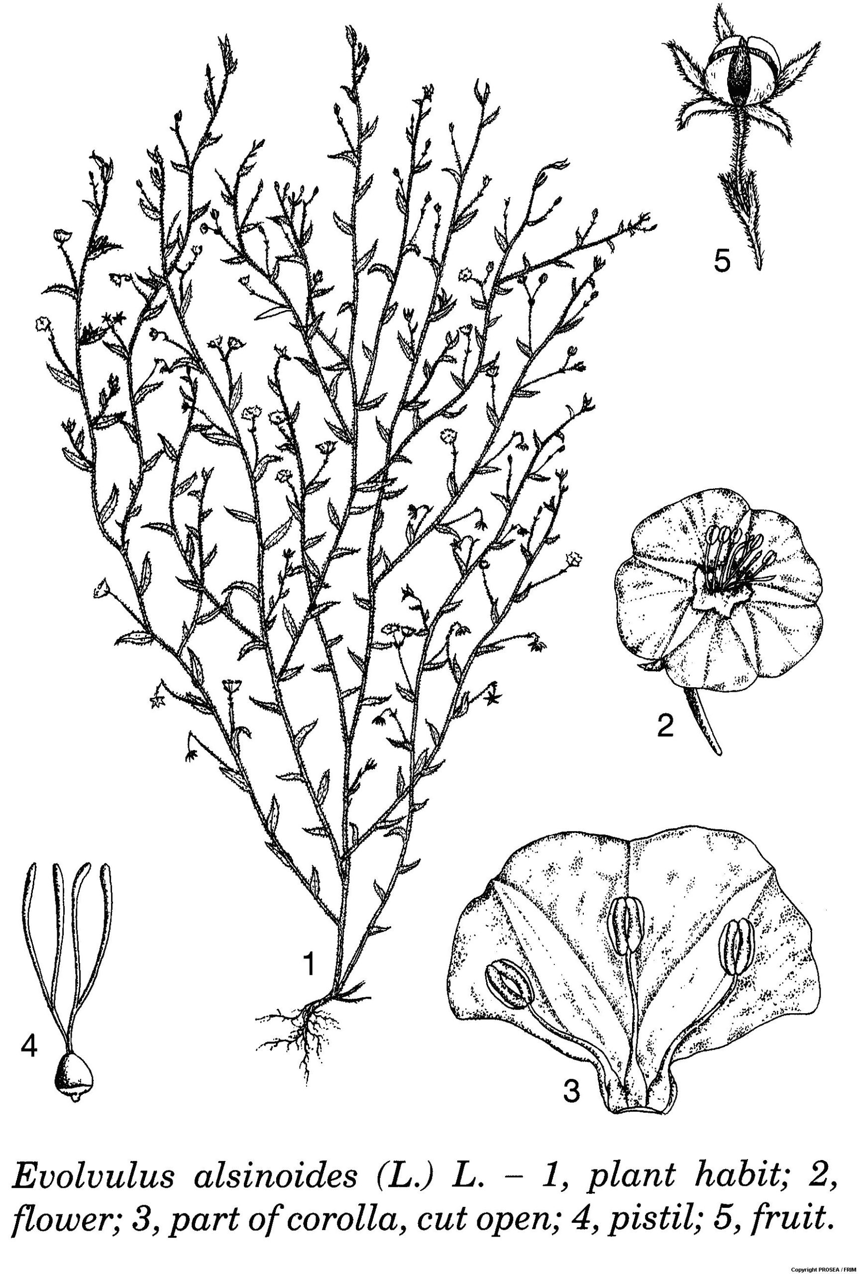 Evolvulus_alsinoides