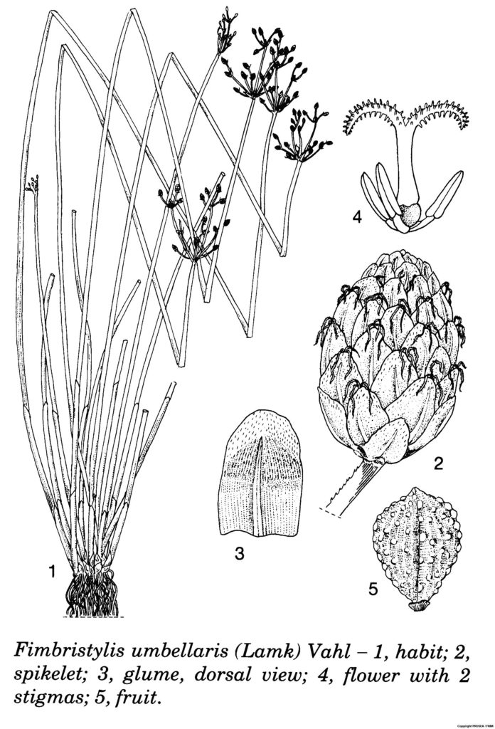 Fimbristylis_umbellaris