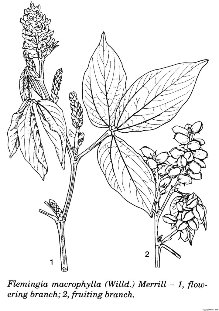 Flemingia_macrophylla