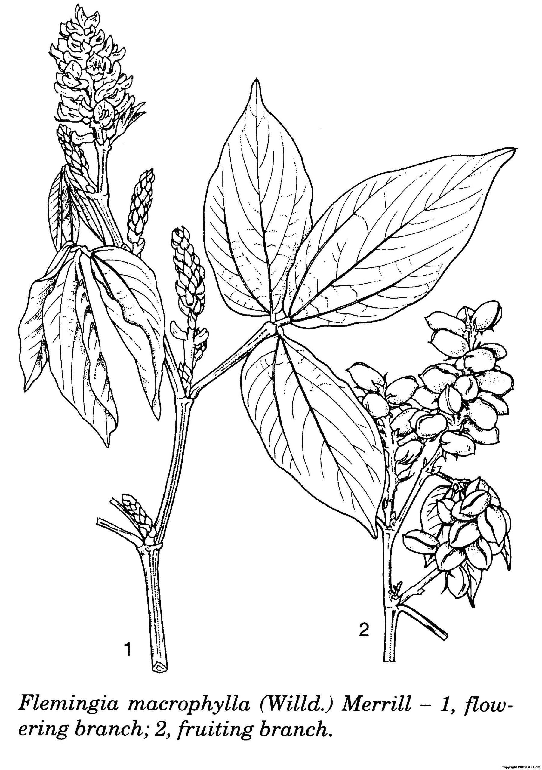 Flemingia_macrophylla