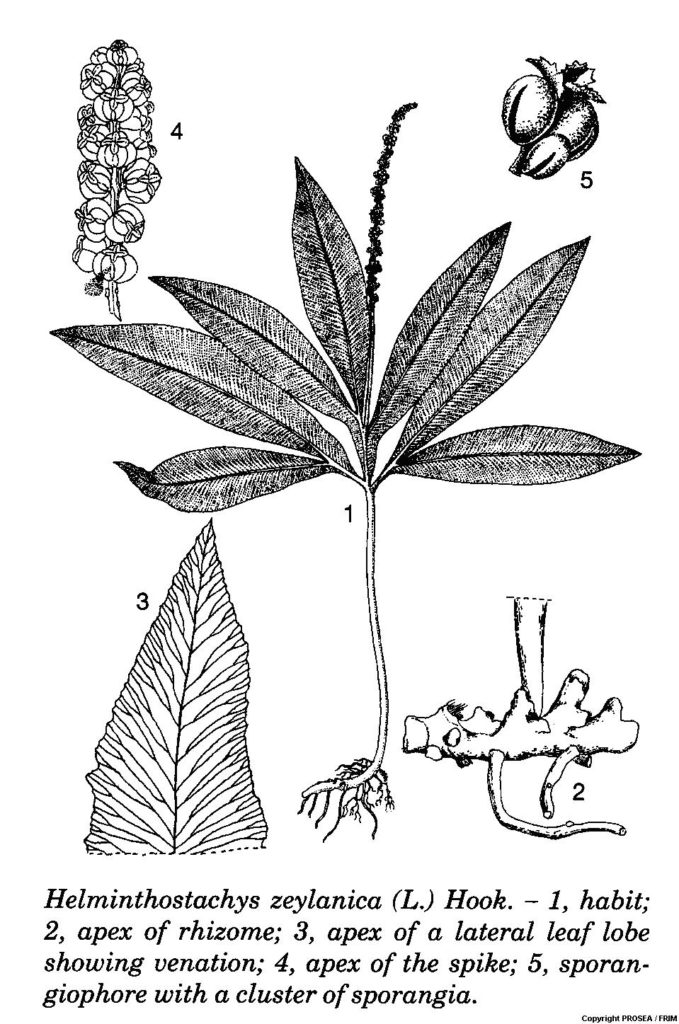 Helminthostachys_zeylanica
