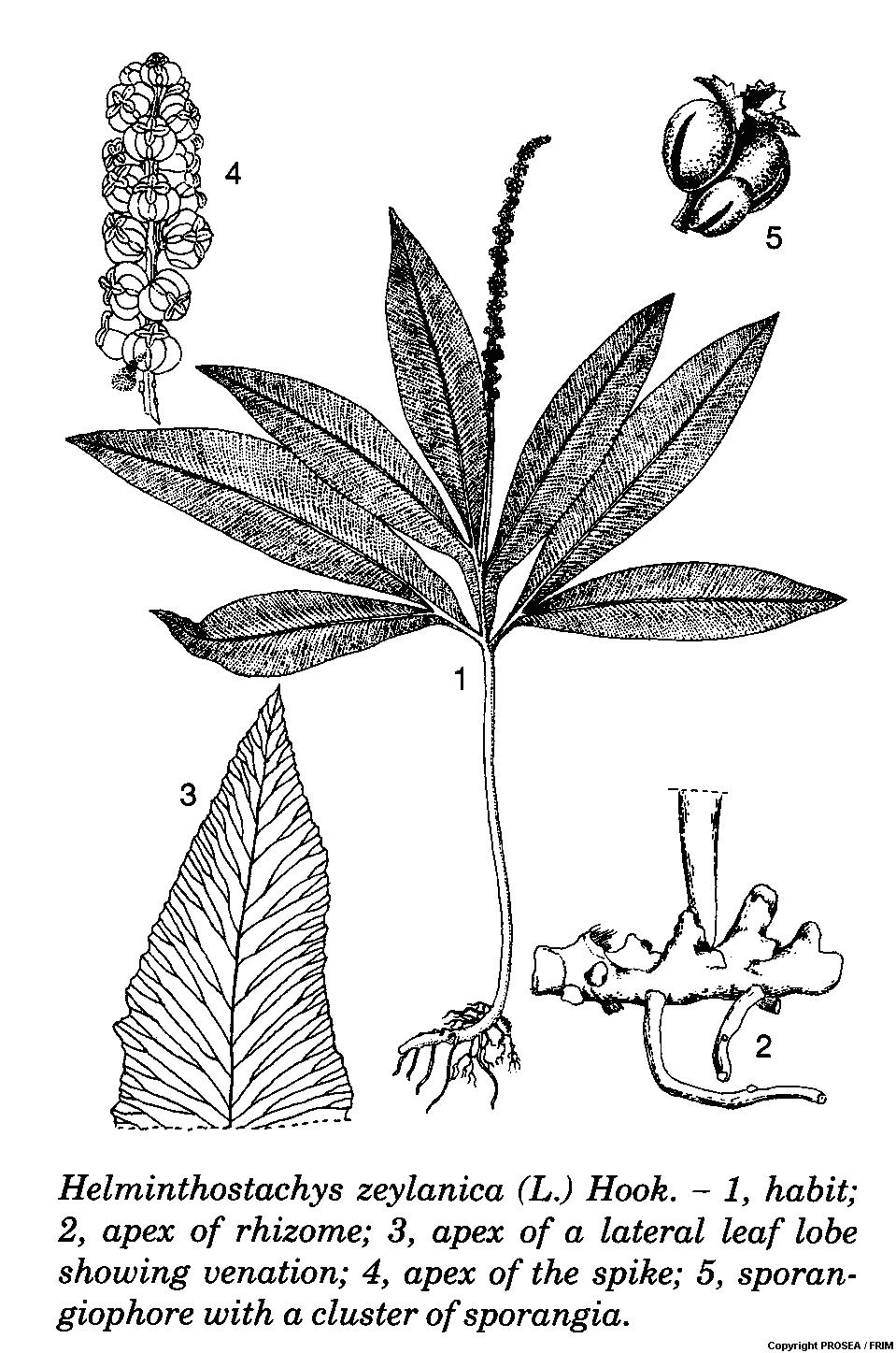 Helminthostachys_zeylanica