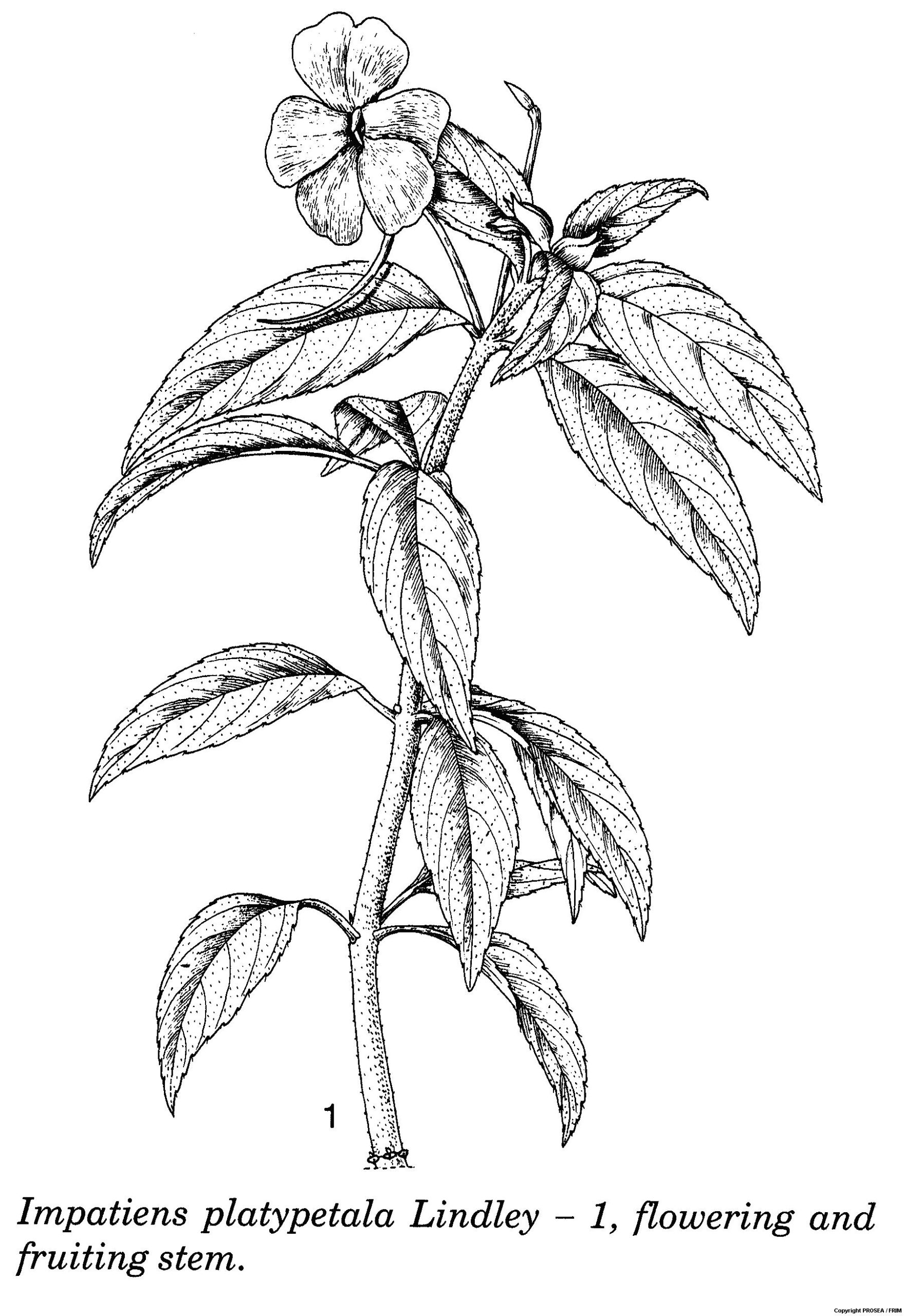 Impatiens_platypetala