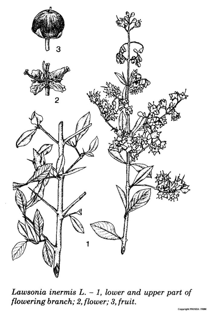 Lawsonia_inermis