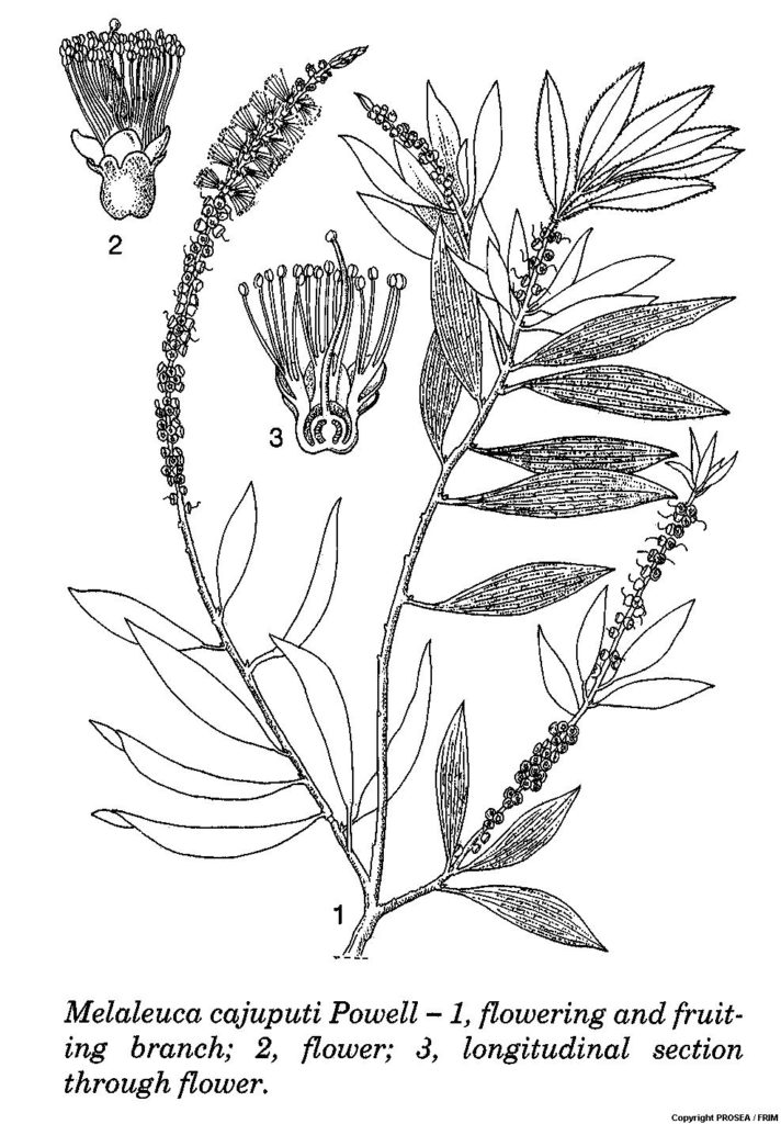 Melaleuca_cajuputi