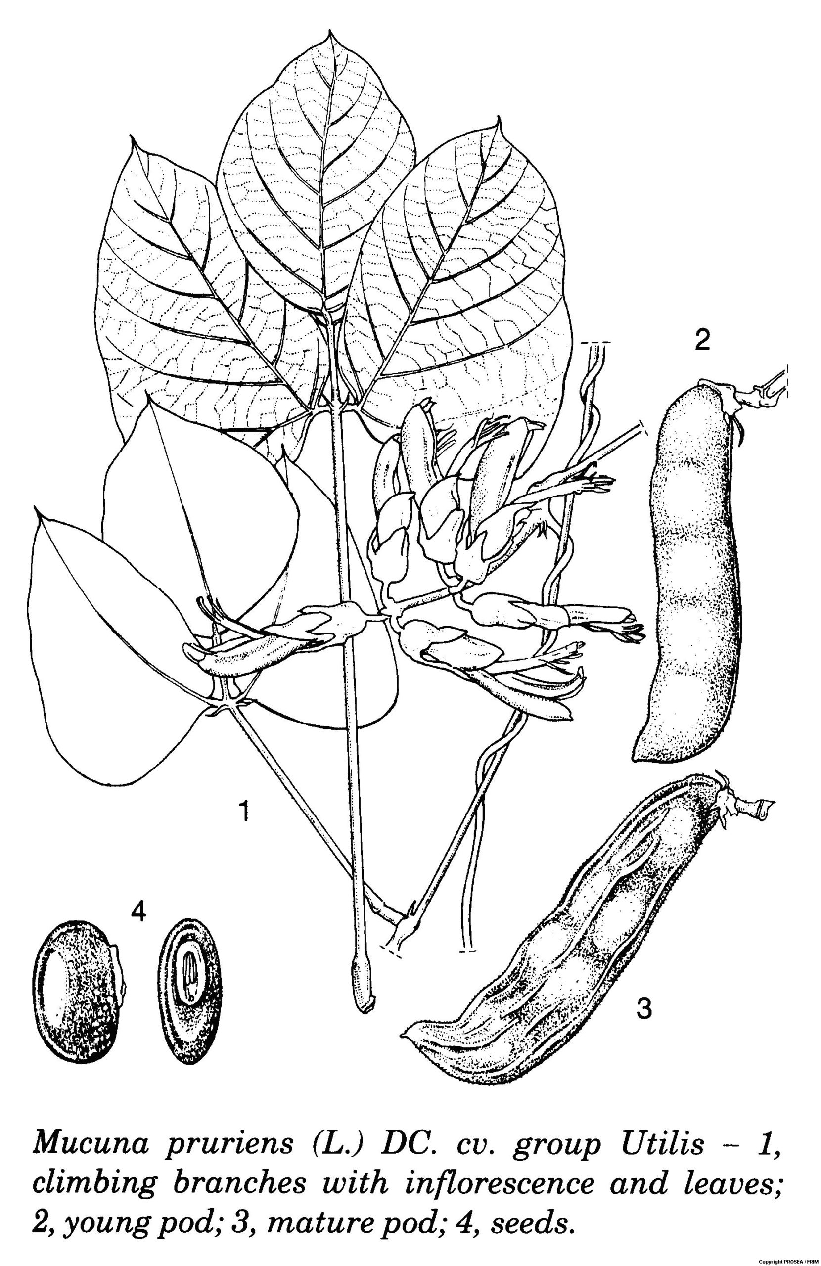 Mucuna_pruriens