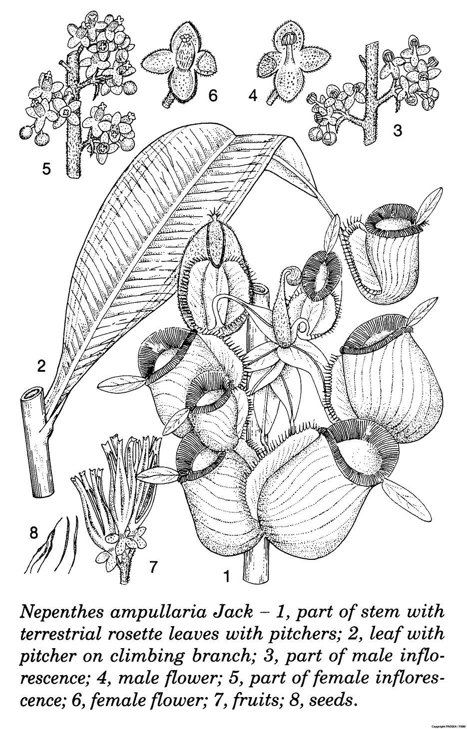 Nepenthes_ampullaria_