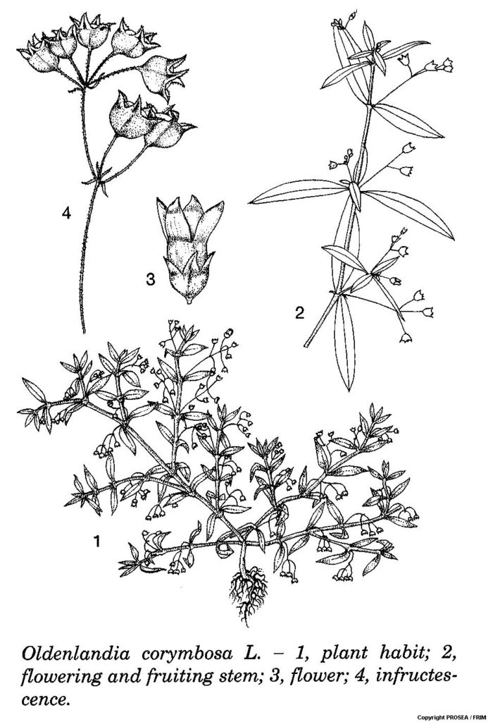 Oldenlandia_corymbosa