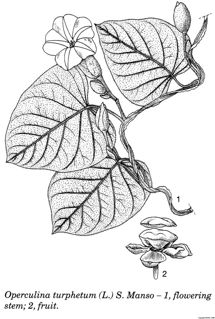 Operculina_turphetum