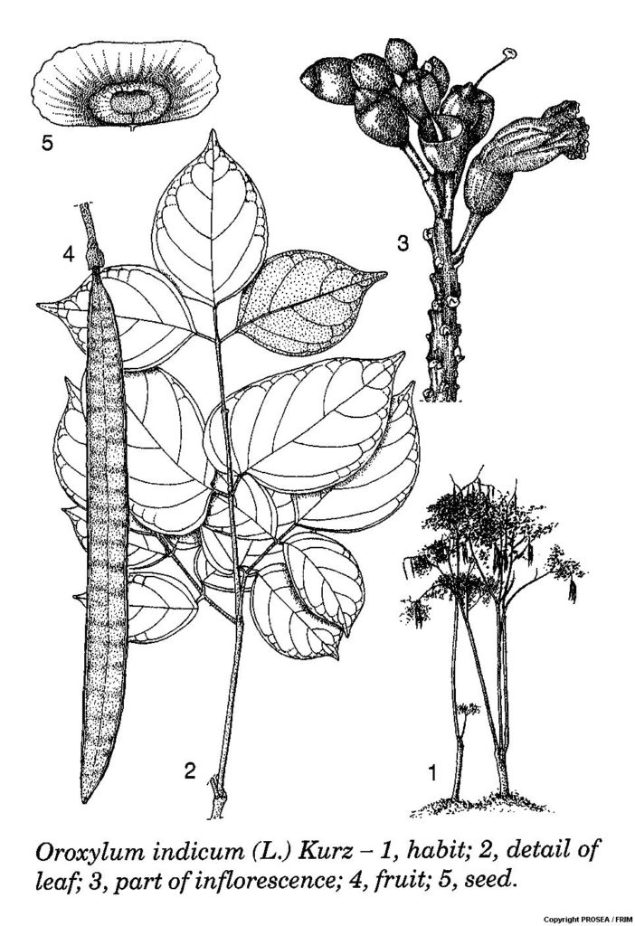 Oroxylum_indicum