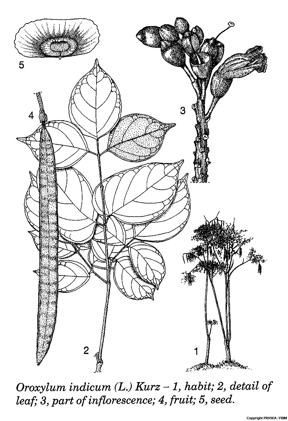 Oroxylum_indicum