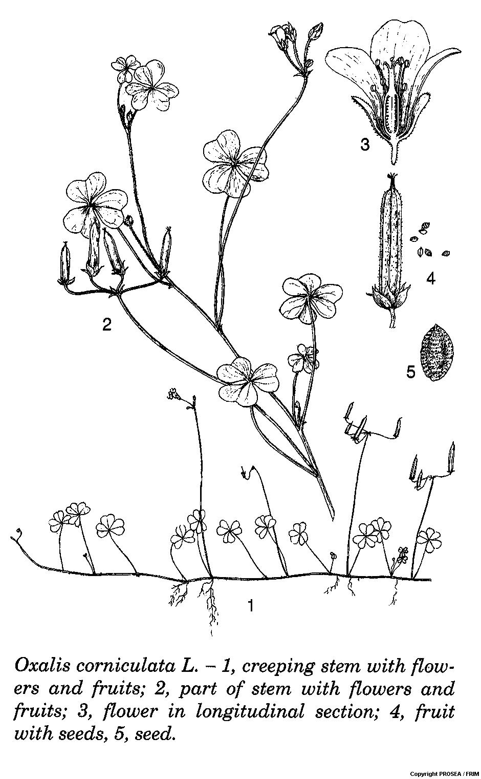 Oxalis_corniculata