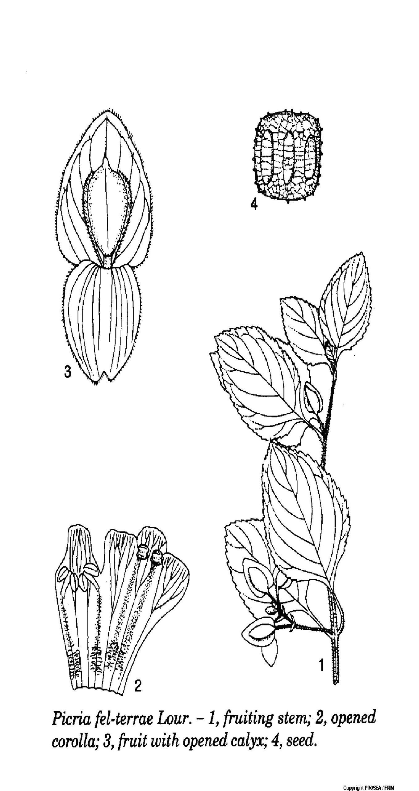 P.fel-terrae