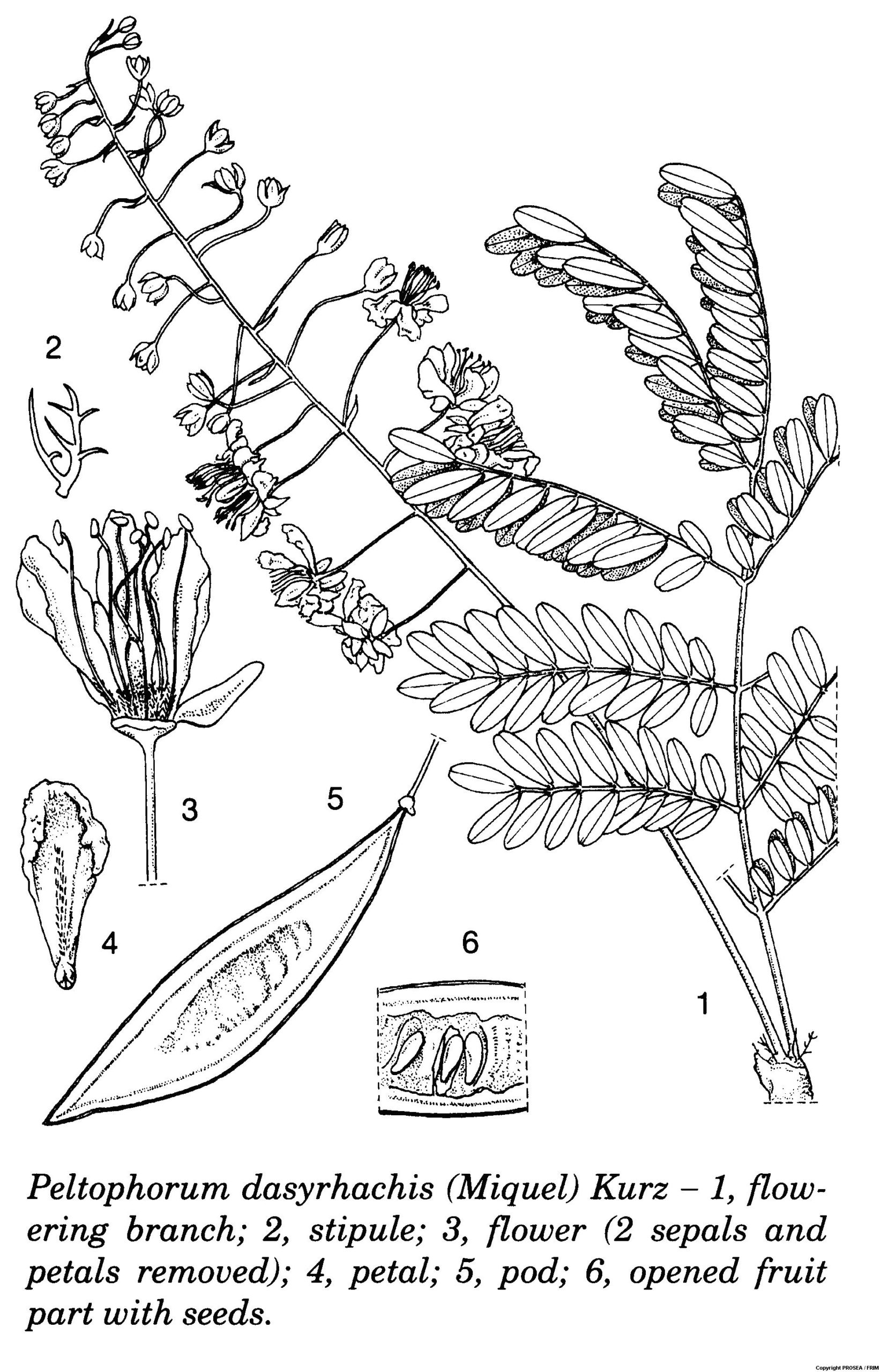 Peltophorum_dasyrhachis