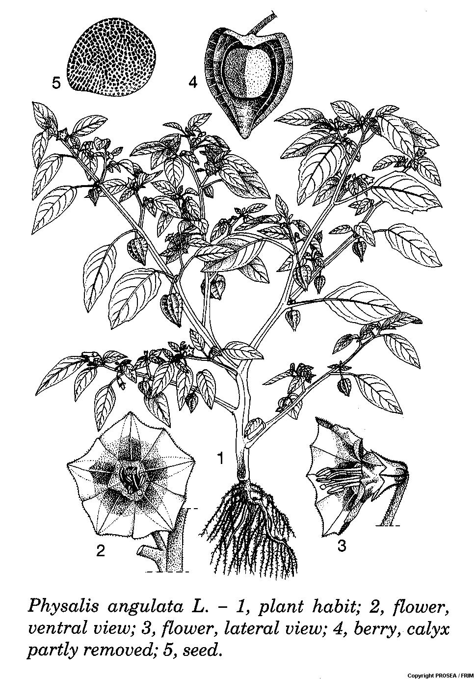 Physalis_angulata