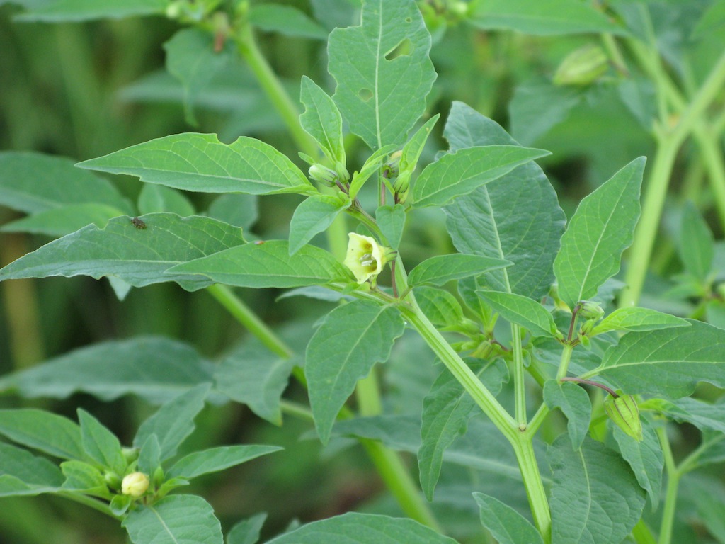 Physalis_angulata_9