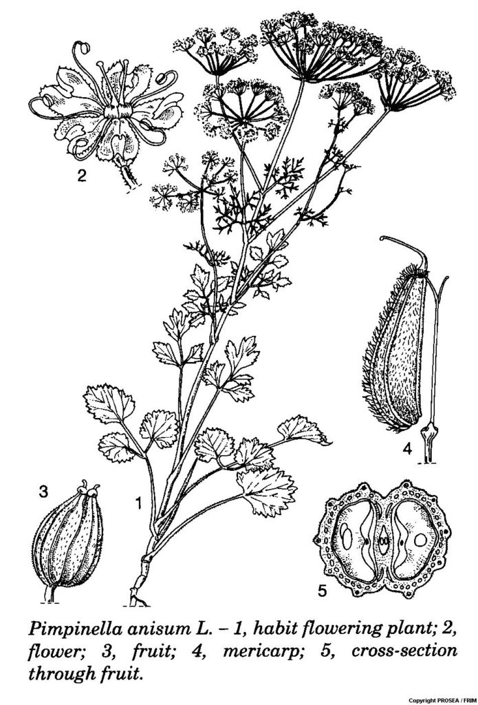 Pimpinella_anisum